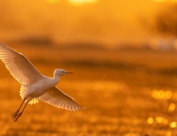 bird in marsh flying